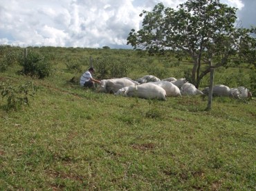 Vacas muertas bajo el árbol